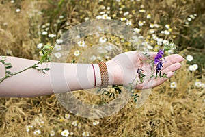 The girl`s hand is plaited with a plant Vicia hirsuta with purple flowers on the background of a field