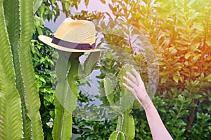 The girl`s hand reaches for a straw hat, which hangs on a high cactus