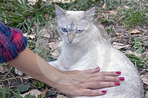 Girl`s hand stroking a beautiful cat.