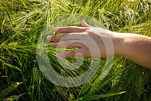 Girl`s hand touching green ears of wheat at field