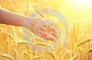 Girl's hand touching yellow wheat ears