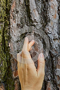 Girl's hand. Tree bark background.