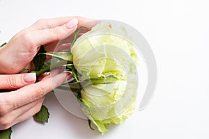 Girl`s hands gently touches white beautiful roses