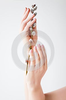Girl`s hands with pink manicure hold a willow spring twig
