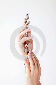 Girl`s hands with pink manicure hold a willow spring twig