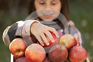 A girl's hands take a red apple at the store. Fresh juicy bright apples. Women's hands take fruit in garden and