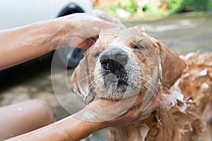 The girl's hands wash the dog in a bubble bath. The groomer washes his golden retriever with a shower.Lifestyle.