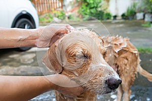 The girl's hands wash the dog in a bubble bath. The groomer washes his golden retriever with a shower.Lifestyle.