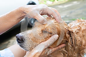 The girl's hands wash the dog in a bubble bath. The groomer washes his golden retriever with a shower.Lifestyle.