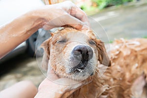 The girl's hands wash the dog in a bubble bath. The groomer washes his golden retriever with a shower.Lifestyle.