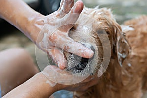 The girl's hands wash the dog in a bubble bath. The groomer washes his golden retriever with a shower.Lifestyle.