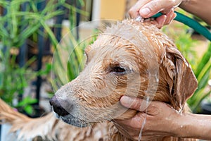 The girl's hands wash the dog in a bubble bath. The groomer washes his golden retriever with a shower.Lifestyle.