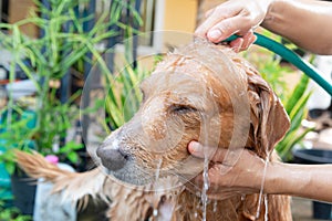 The girl's hands wash the dog in a bubble bath. The groomer washes his golden retriever with a shower.Lifestyle.