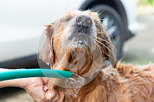 The girl's hands wash the dog in a bubble bath. The groomer washes his golden retriever with a shower.Lifestyle.