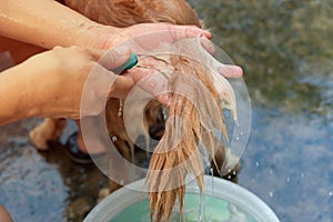 The girl's hands wash the dog in a bubble bath. The groomer washes his golden retriever with a shower.Lifestyle.