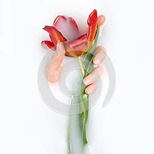 Girl`s palm in a bath with milk and flowers. The concept of purity, tenderness, freshness, youth. Red tulip. Flat lay, copy space