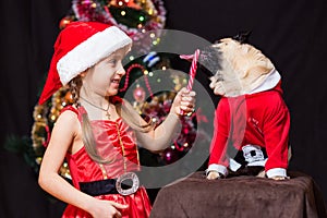 A girl in Santa Claus costume gives a pug to lick a candy cane n