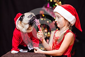 A girl in Santa Claus costume gives a pug to lick a candy cane n