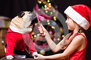 A girl in Santa Claus costume gives a pug to lick a candy cane n