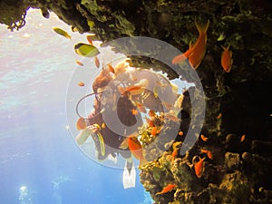 Girl scuba diver explores the coral reef of the Red Sea in Egypt. Group of coral fish in blue water. Young woman scuba diving on a