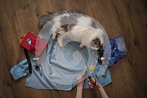 Girl sews clothes for a cat from an old shirt