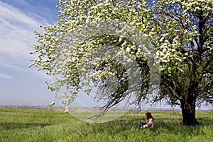 Ombra da fioritura un albero 