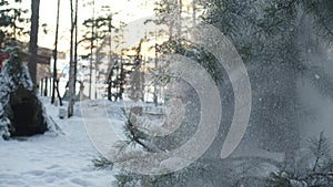 Girl shakes a pine trunk and causes snowfall