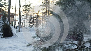 Girl shakes a pine trunk and causes snowfall