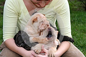 Girl with a sharpei litter