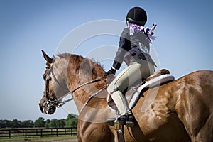 Girl showing chestnut gelding