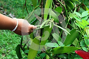 Girl showing vanilla pods in the forest