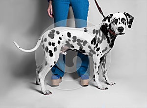 The girl shows a Dalmatian dog in front