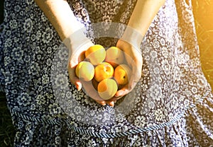 Girl is sitting on the grass in blue vintage dress. Woman is holding apricots. Rustic summer fruit flat lay. Healthy vegetarian