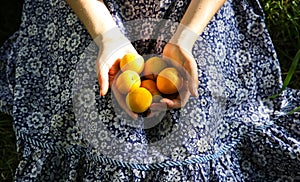 Girl is sitting on the grass in blue vintage dress. Woman is holding apricots. Rustic summer fruit flat lay. Healthy vegetarian