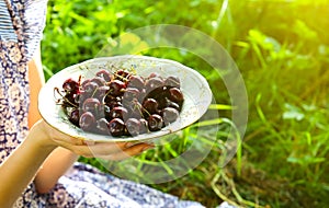 Girl is sitting on the grass in blue vintage dress. Woman is holding cherries. Rustic summer fruit flat lay. Healthy vegetarian