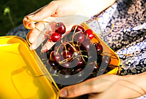 Girl is sitting on the grass in blue vintage dress. Woman is holding lunchbox with cherries. Rustic summer fruit flat lay. Healthy