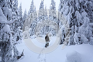 The girl in ski suite goes on the trail. On the lawn covered with snow the nice trees are standing poured with snowflakes.