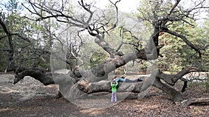 A girl sleeps on a big tree in the forest. The child runs to mom