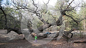 A girl sleeps on a big tree in the forest. The child runs to mom.Oak