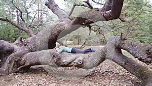 A girl sleeps on a big tree in the forest.A tree grows in a forest. Oak. Move the camera back