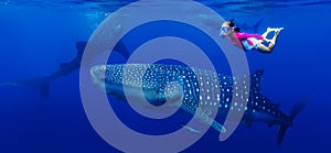 Girl snorkeling with whale shark