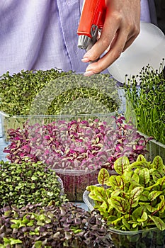 A girl is spraying micro greens from a spray bottle. Young amaranth close-up. A cut photo, growing micro green