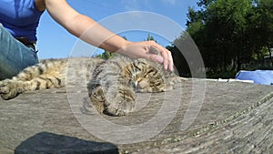 Girl strokes cat lying wooden surface of old wooden planks