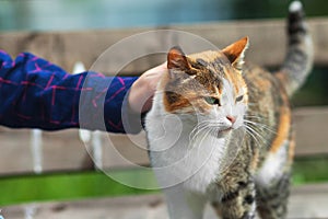 The girl strokes a cat of white-red color.