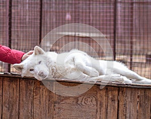 A girl strokes the head of a Siberian husky dog. Close up