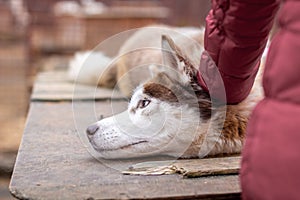 A girl strokes the head of a Siberian husky dog. Close up.