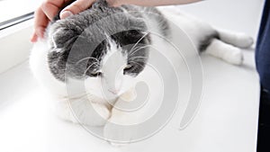 Girl strokes her cat, which lies on the windowsill