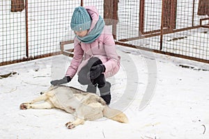 A girl strokes a Siberian Husky dog, which lies on the snow
