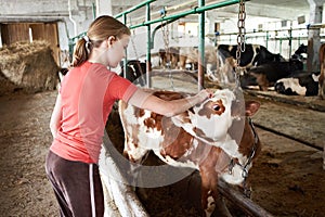 Girl stroking calf on dairy farm