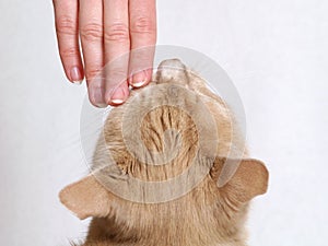 Girl stroking a cat